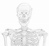 Coloring Skeleton Filminspector Printable Skeletons sketch template