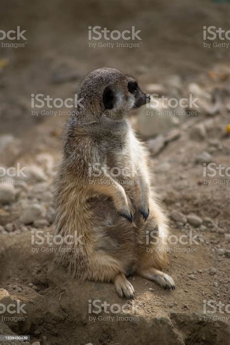 Pregnant Meerkat Standing On The Land Stock Photo Download Image Now