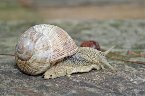 The sea snail is a rare enemy that spawns in the ocean on either end of the world, usually during the night. Free Images : animal, wildlife, fauna, invertebrate ...
