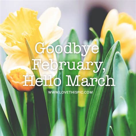 Yellow Daffodil Goodbye February Hello March Pictures Photos And