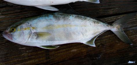 Banded Rudderfish Fishes Of North Carolina