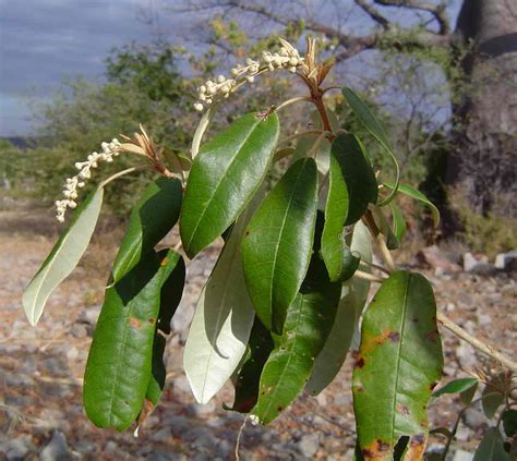 Flora Of Zimbabwe Species Information Individual Images Croton
