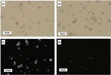 Microscopy Images Of Tapioca Starch In A Silicone Dispersion With And