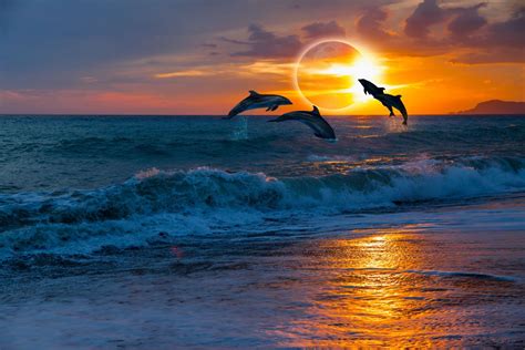 Dolphins With Sunset Photo Wallpaper