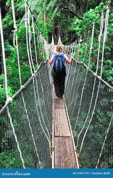 Canopy Bridge Stock Image Image Of Tourist Negara Adventure 21047135