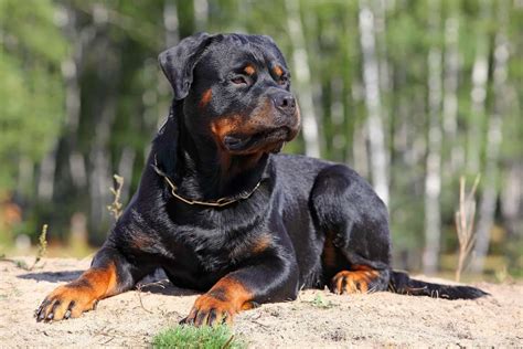 The rottweiler is a fierce and protective dog known for its unwavering loyalty.rotties have calm temperaments, but high confidence.as such, there are few things that can scare the rottweiler. Homem é preso por furtar cachorro rottweiler - Comando Notícia