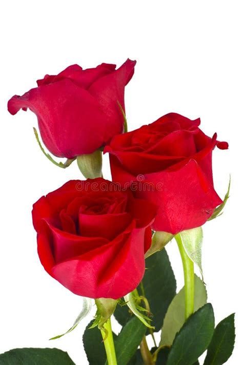 Beautiful Red Roses Flower Isolated On White Stock Image Image Of
