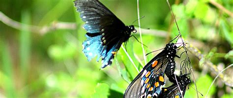 Github is home to over 50 million developers working together to host and review code. California Pipevine Swallowtail Project · iNaturalist