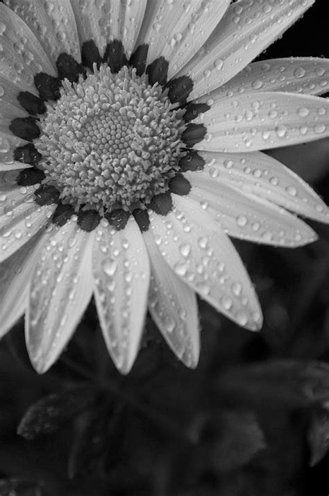 Flower Water Droplets Photograph By Ron White Pixels