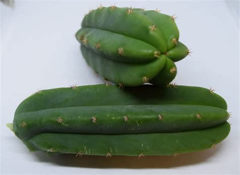 The sizes are varying from 36, 20, and 9, for both cactus and succulents, and we can also do collections of 64 succulent plants. Trichocereus Pachanoi | San Pedro Cactus Cutting [M ...