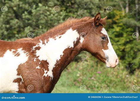 Gorgeous Paint Horse Foal In Freedom Stock Photo Image Of Peace