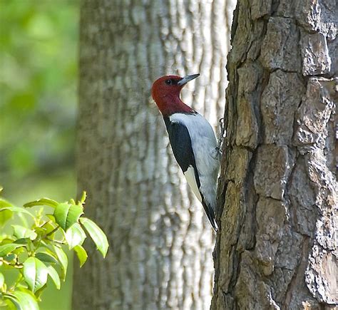 Red Headed Woodpecker Birds Of Pennsylvania