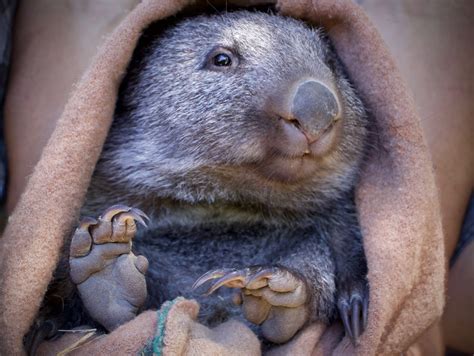 Rescued Wombat Joey In Pouch Wild Ocean Tasmania