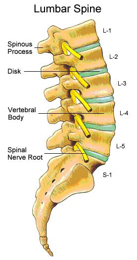 Lumbar Sacral Spine Anatomy
