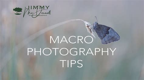 Macro Photography Tips Youtube