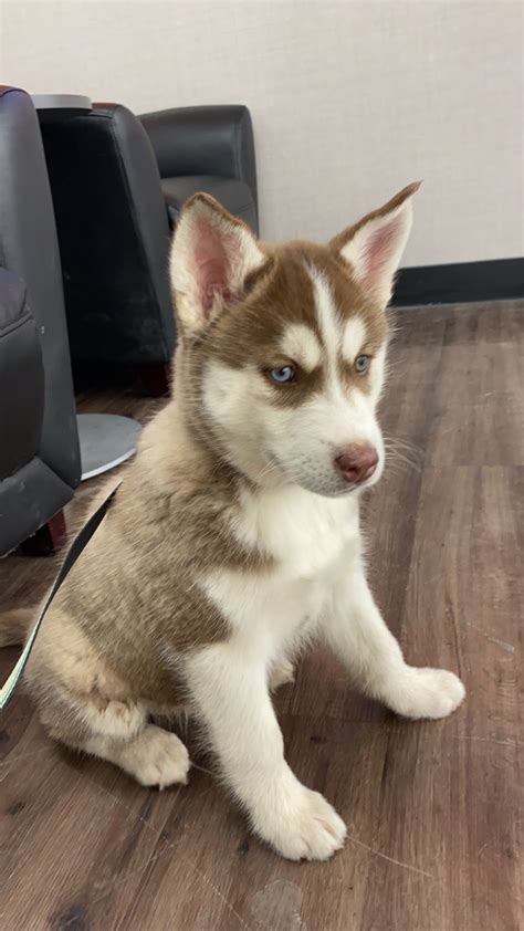 We are willing to send with him. Siberian Husky Puppies For Sale | Toftrees Avenue, Patton ...