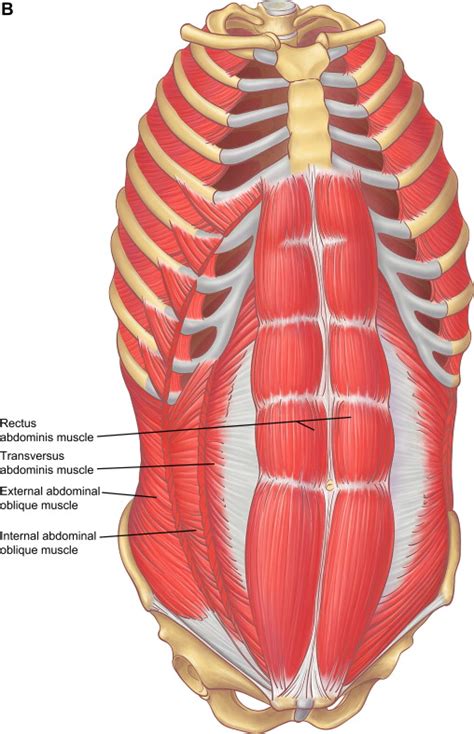 The front plane is composed of the sternum and. The Anatomy of the Ribs and the Sternum and Their ...