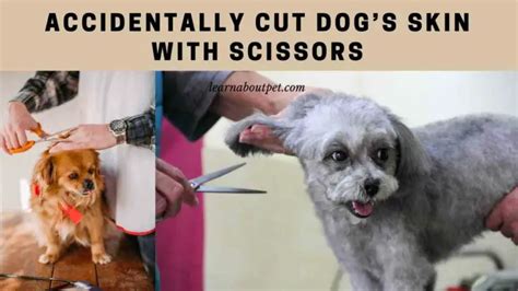 Accidentally Cut Dogs Skin With Scissors 9 Menacing Facts