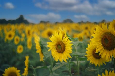 Sunflower Fields In Poolesville Have Started To Bloom The Moco Show
