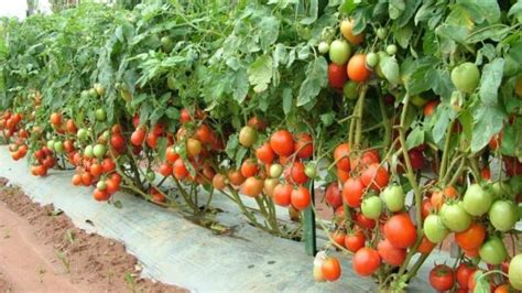 Best Time To Grow Tomatoes Growing Tomatoes Guide And Tips