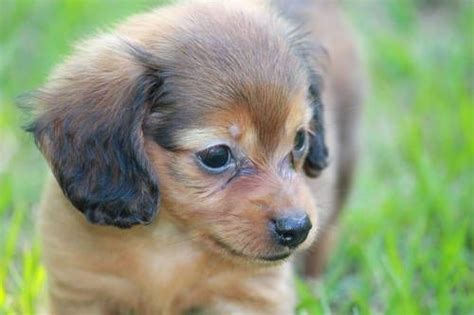 Chihuahua's and dachshunds have two common coat types, short hair or long hair. Long Haired Chiweenie | Miniature Long Haired Dachshund ...