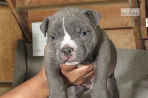 American bully puppies lack bladder control up to 3 months of age. Micro Baby: American Bully puppy for sale near Columbus, Ohio. | 90306b71-b301