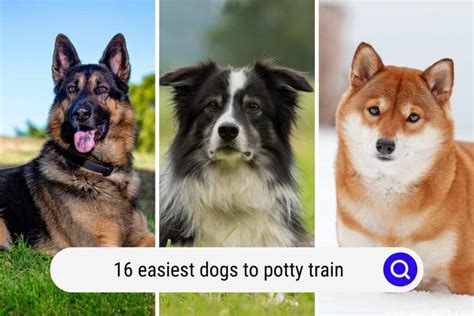 Are Bigger Dogs Easier To Potty Train