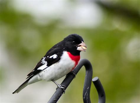 Rose Breasted Grosbeak Male Free Photo Download Freeimages
