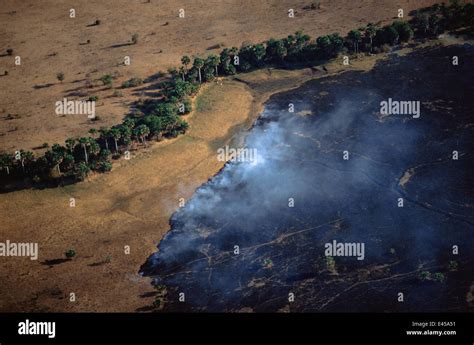 Aerial View Of Bush Fire In Woodland Savanna During Dry Season Katavi