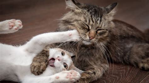 Why Do Mother Cats Attack Their Older Kittens Answered