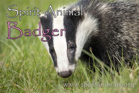 Badger Spirit Animal Meaning And Interpretations Spirit Animals