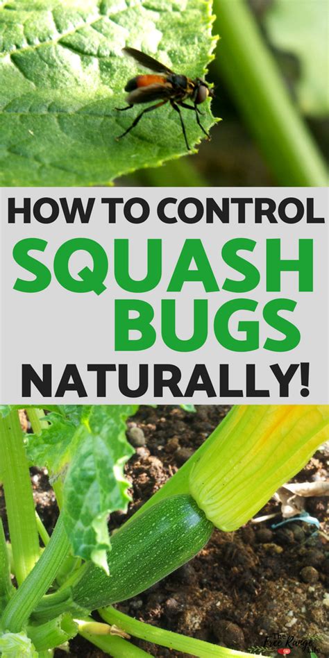 What causes woodlice to build up in the house? 7 Ways to Get Rid of Squash Bugs in Your Garden- Naturally ...