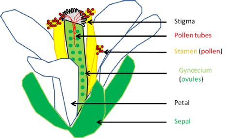 Schematic Representation Of An Arabidopsis Thaliana Open Flower