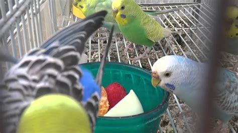 Budgies Parakeets Eating Fruits And Boiled Egg Волнистых попугаев YouTube