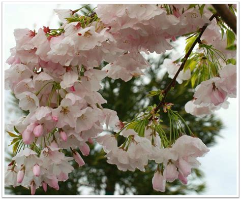 Akebono Yoshino Flowering Cherry Prunus X Yedoensis Akebono