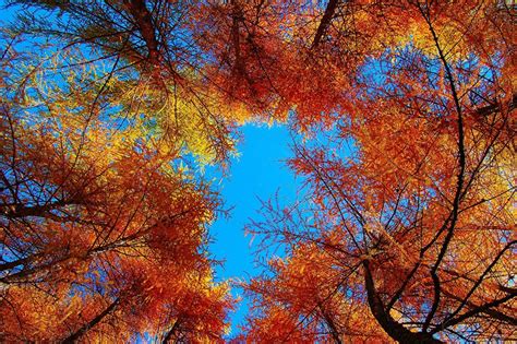 Autumn Sky Wallpapers Top Free Autumn Sky Backgrounds Wallpaperaccess