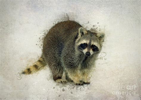 Raccoon Digital Art By Ian Mitchell Fine Art America