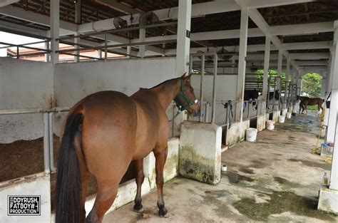 The park features a polo field, a grandstand, paddock, dressage arena and is home to a number of ponies and horses. Taman Equestrian Putrajaya | Malaysia