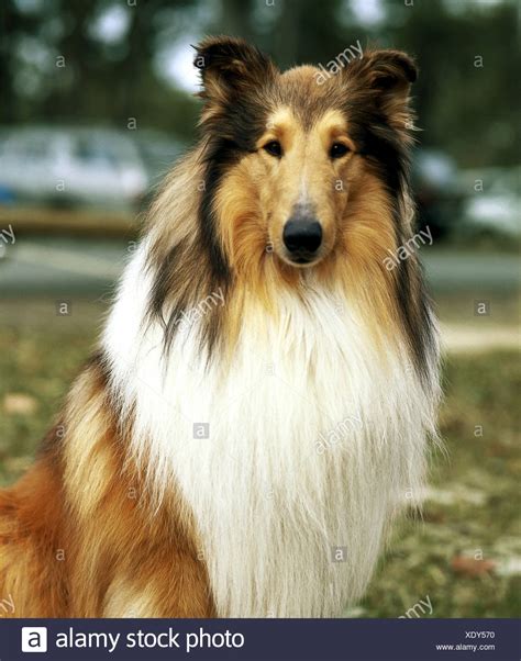 What Kind Of Dog Was Lassie Petfinder