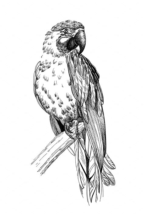 Hand Drawn Parrot Sketch Graphics M Animal Illustrations ~ Creative