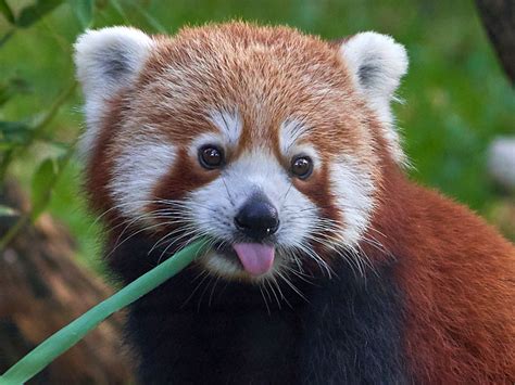 Panda Rojo Selwo Aventura