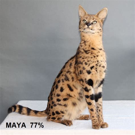 Leon s draper's savannah cat f1 scarlett's magic. The Savannah Cat - Cattery Savannah Jungle