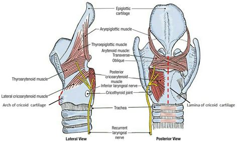 Extrinsic Muscles Of The Larynx Lateral View