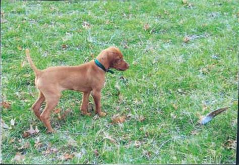Find vizsla puppies for sale on pets4you.com. Puppies!