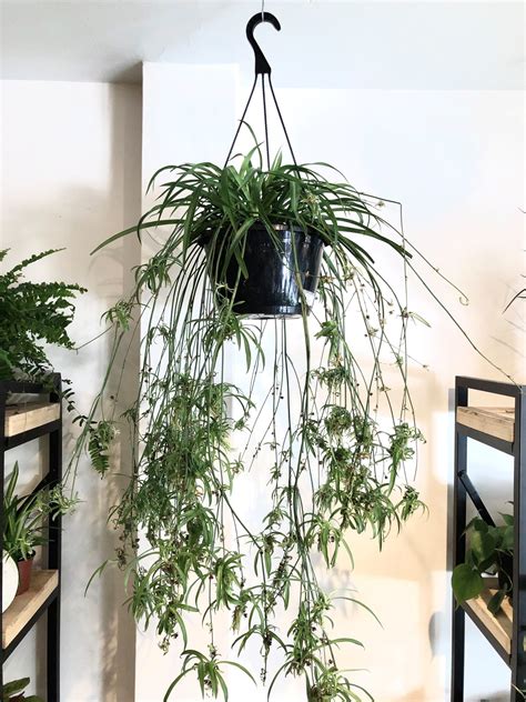 Chlorophytum Green 10 Spider Plant In Hanging Basket