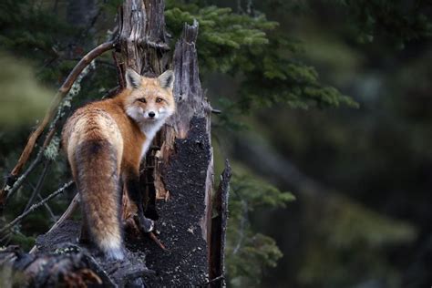 Photos The Stunning Biodiversity Of Algonquin Provincial Park