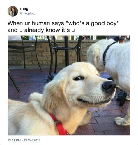 Funny Dog Tweets 20 Pics