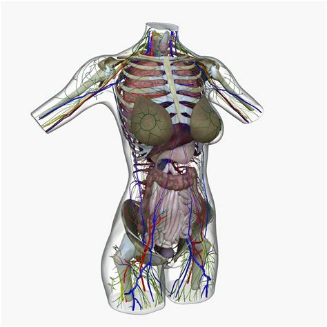 Female Torso Anatomy Diagram Human Torso Anatomy Diagram  1024 573