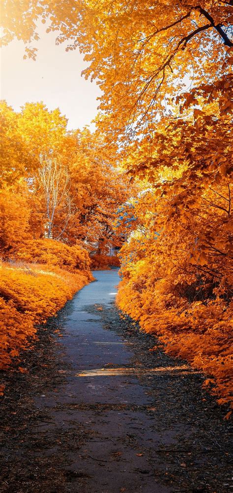1080x2280 Autumn Leaves Path Foliage For Samsung Galaxy S10e Xiaomi