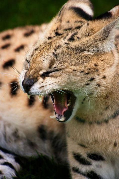 Serval Yawn Or Sneeze Servalcats Serval Cats Herding Cats Warrior Cats